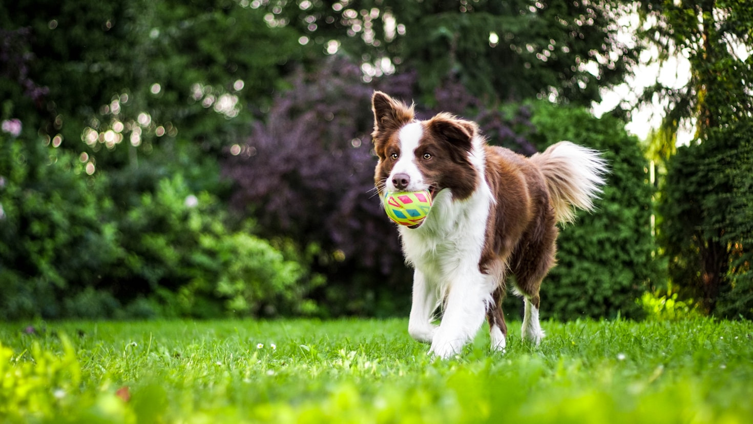 10 Easy Tricks to Teach Your Dog at Home
