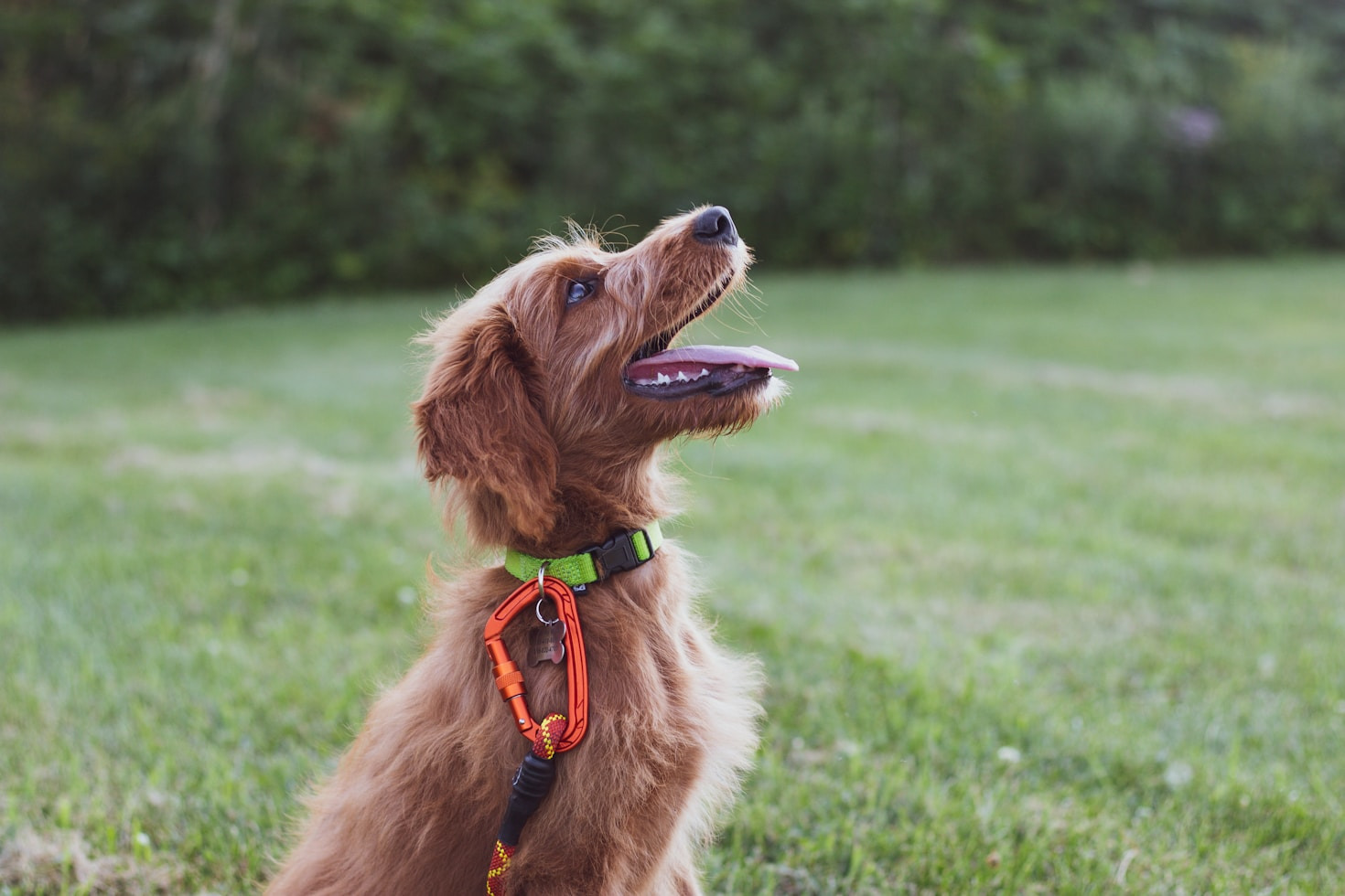 How to Create the Perfect Feeding Schedule for Dogs