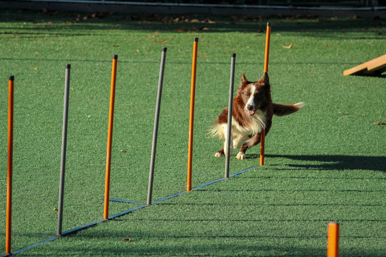 Understanding Your Dog’s Behavior: Tips for Better Bonding