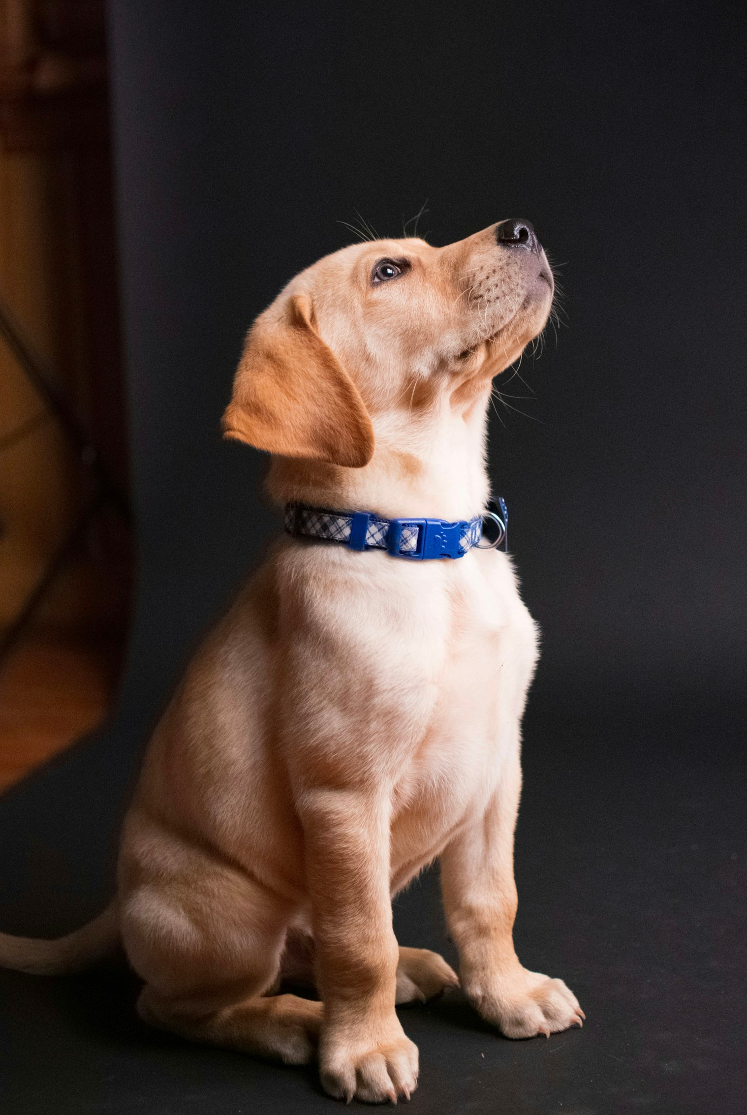 How to Train Your Dog Without Professional Help