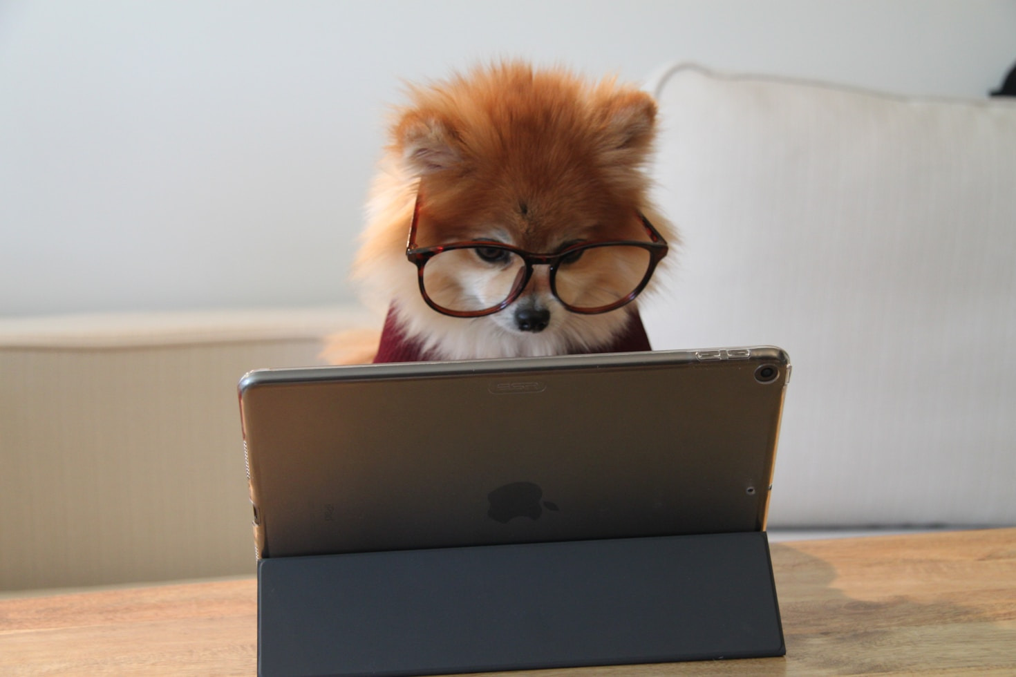 The Dos and Don’ts of Teaching Dogs New Tricks